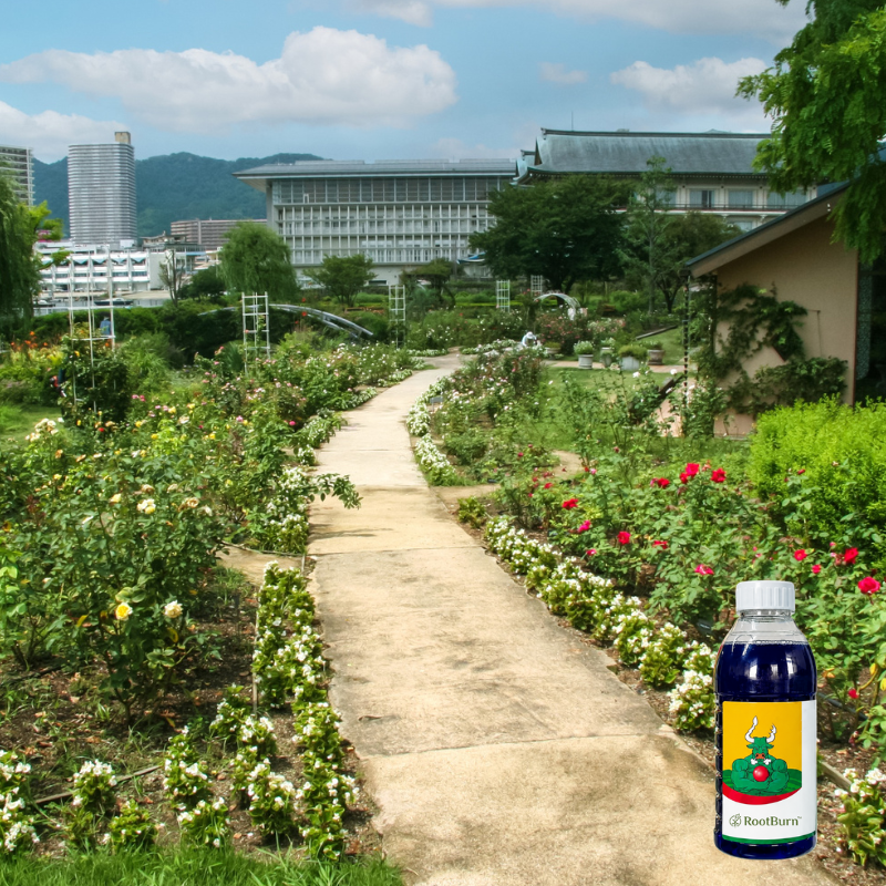 RootBurn Destroy Stubborn Weeds Within 24 Hours | Buy 1 Get 1 Free